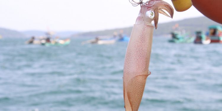 Mùa nước mực lại về, ngư dân Phú Quốc săn mực cả ngày lẫn đêm